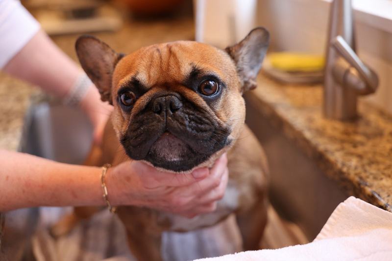 Buldogue francês sendo lavado em uma pia por uma pessoa de luvas